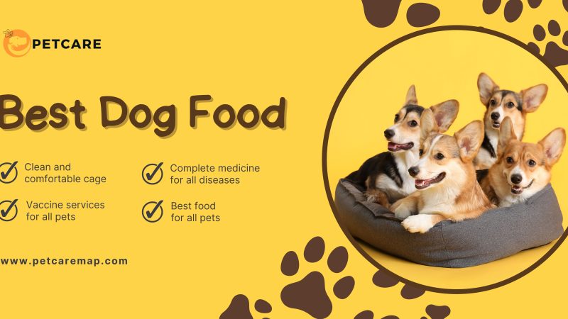 Four happy Corgis in a cozy dog bed with a yellow background, promoting the Best Dog Food for Allergies and pet care services.