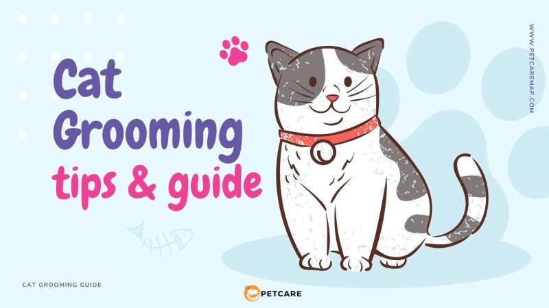 Illustrated cat with a red collar, smiling, with the text 'Cat Grooming Tips & Guide' on a light blue background. Designed for a pet care grooming guide.