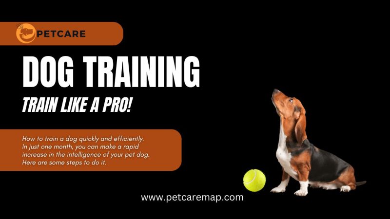 Dog Training banner with a Basset Hound and a tennis ball, featuring 'Train Like a Pro!' and petcaremap.com.