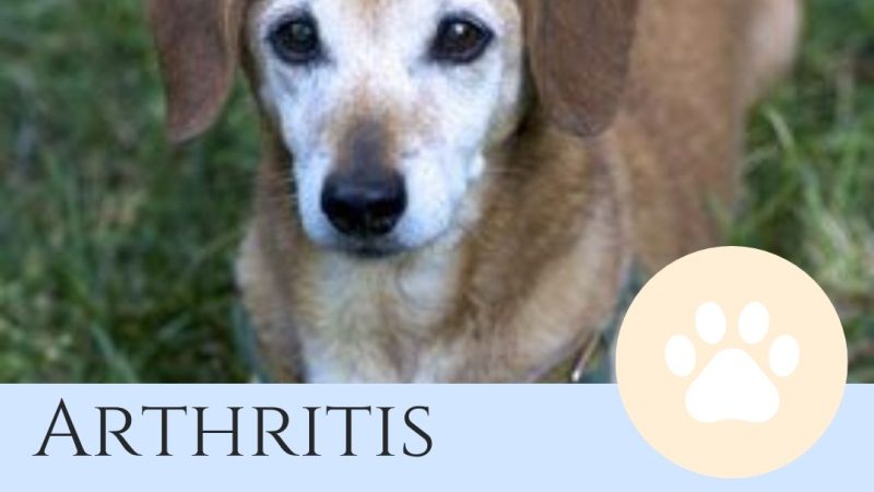 Elderly dog with brown fur sitting on grass, with text overlay about arthritis in dogs and a paw print icon.