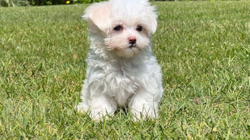 A fluffy white Maltese dog sitting on green grass