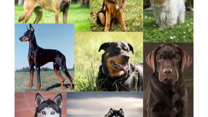 A collage of different dog breeds, including Belgian Malinois, German Shepherd, Tibetan Terrier, Doberman Pinscher, Rottweiler, Chocolate Labrador, Siberian Husky, and Alaskan Malamute, showcasing their unique features and roles as protection and companion dogs.