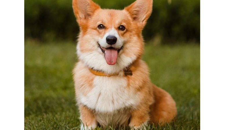 A fluffy Pembroke Welsh Corgi with a reddish-brown and white double coat sits on green grass