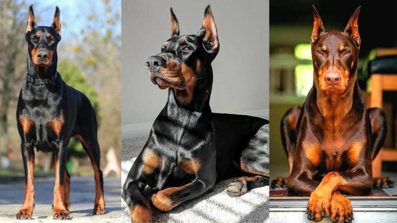 regal Dobermans Pinschers in confident poses.