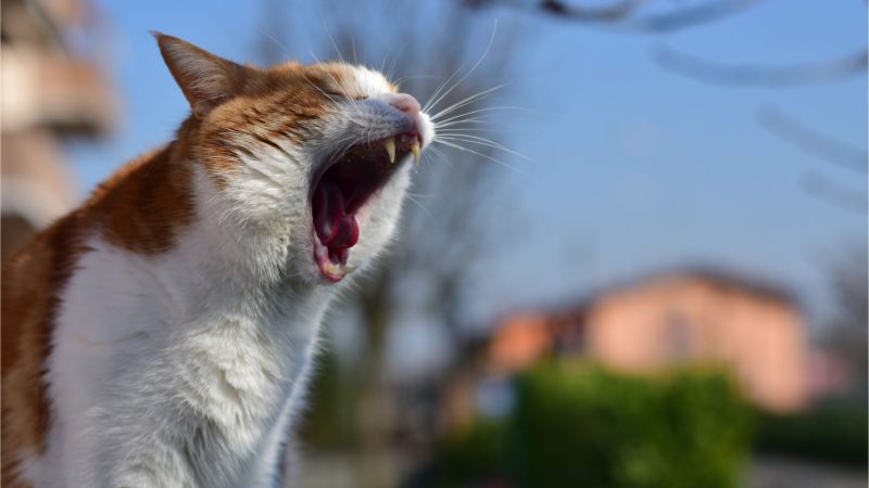 White and orange cat yawning or panting outdoors, showing teeth and tongue, with a blurred background of houses and trees.